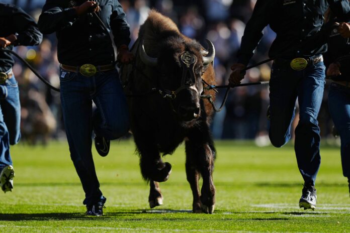 Colorado Buffaloes mascot Ralphie the Buffalo is run onto the field.