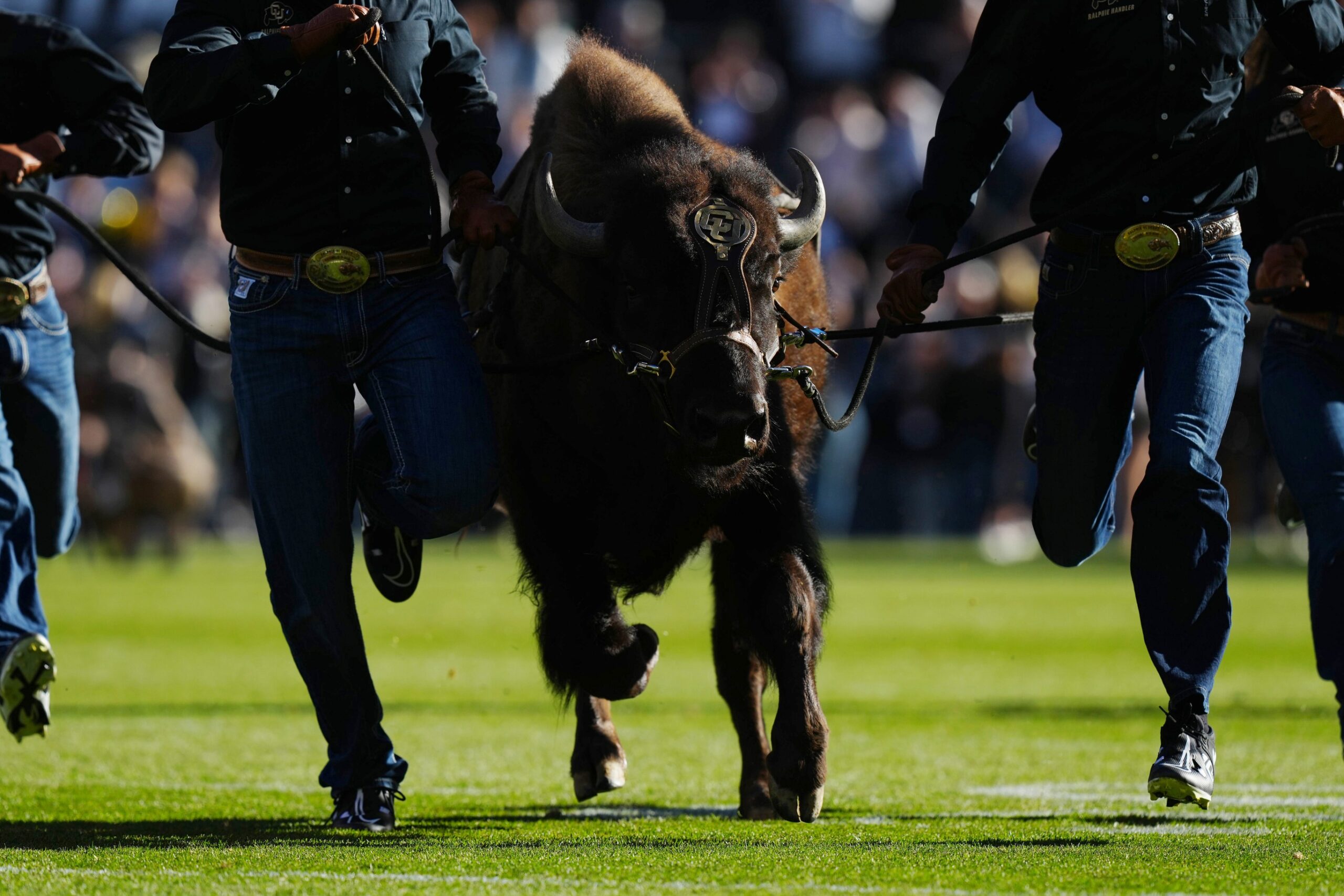 Lions and Stallions battle during Family Weekend - Texas A&M