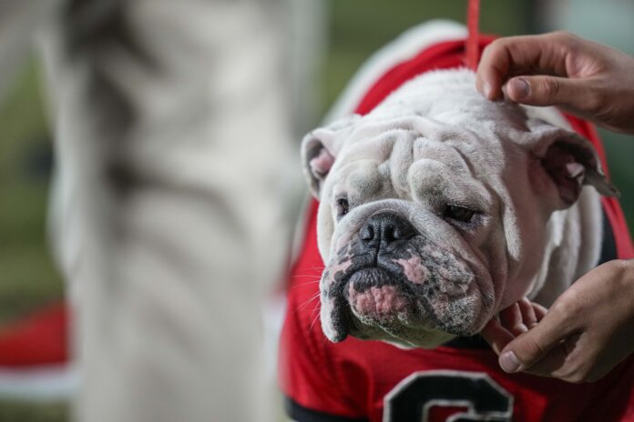 Georgia Bulldogs mascot UGA on the field during the game against the UAB Blazers at Sanford Stadium.