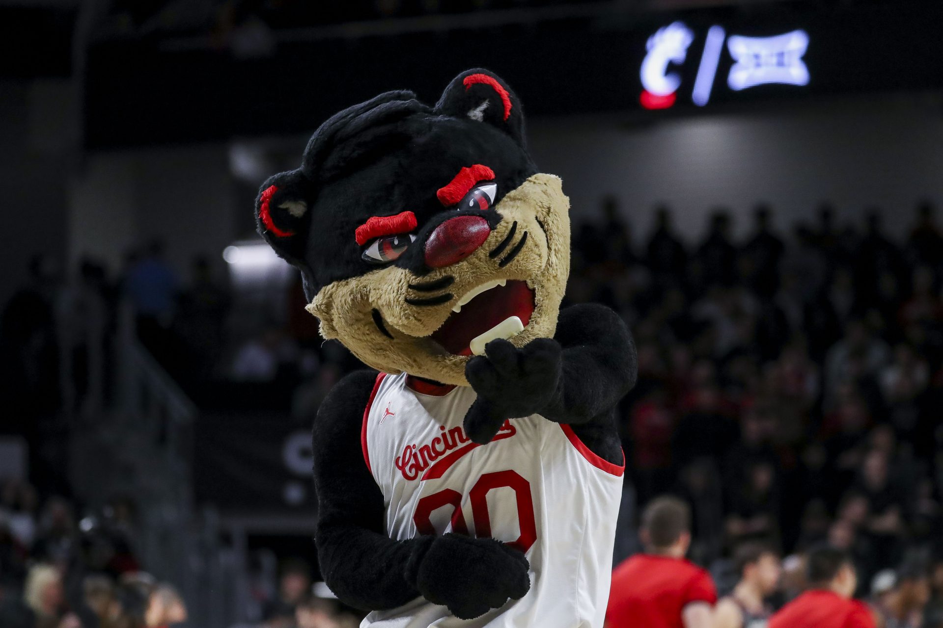 A clever cheer and a happenstance cartoon led to the Cincinnati Bearcats mascot's creation, but the history goes deeper than combining a bear and a cat.