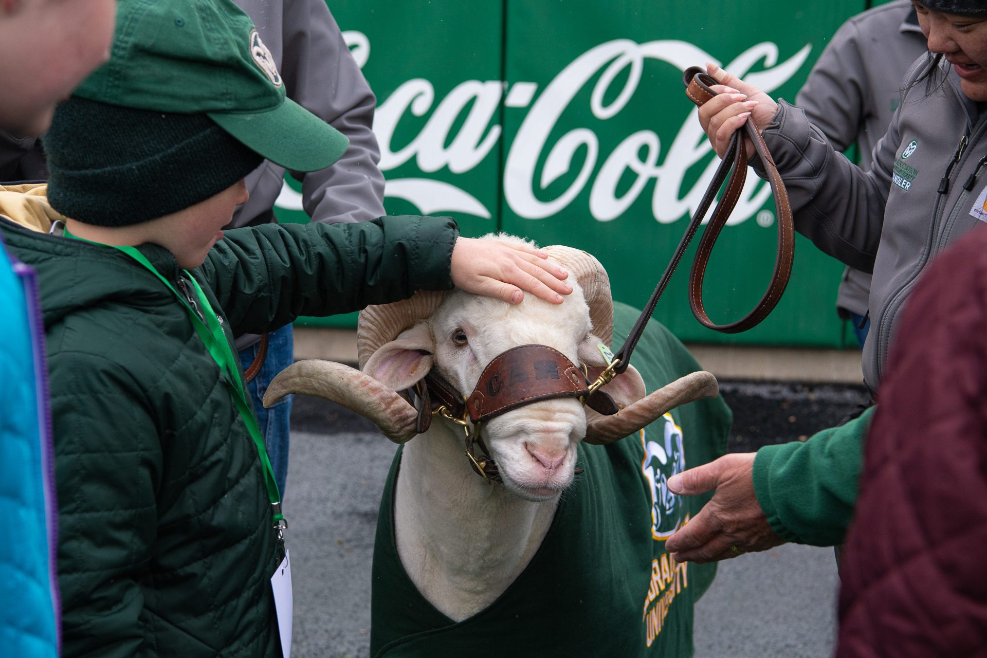 Colorado State has celebrated many mascots before the current 'CAM the Ram' rose to prominence in the mid 1940s.