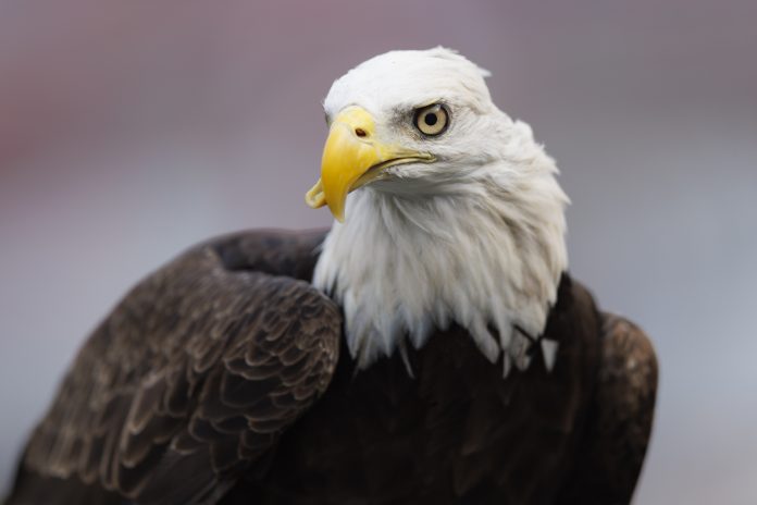 Third time's a charm for the Georgia Southern Eagles who used two different nicknames before landing on the national symbol of the United States.