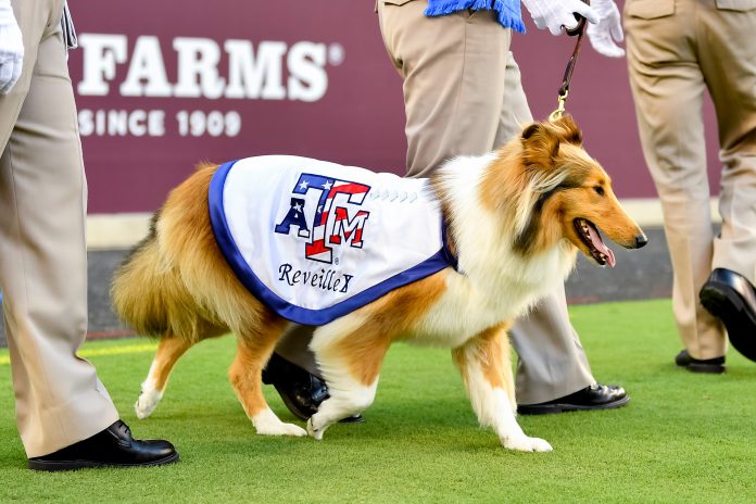 The Texas A&M Aggies have a unique nickname and a mascot that many might be surprised by. How did the Aggies land on this exciting nickname represented by a canine mascot?