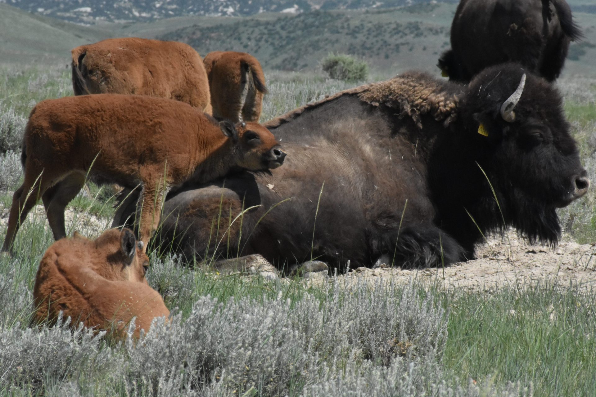 Bison from the Laramie Foothills Bison Conservation Herd roam on Soapstone Prairie Natural Area 25 miles north of Fort Collins, Colo. The herd, established in 2015, was produced from the same genetics as those that lived in Yellowstone National Park.
Source: Imagn